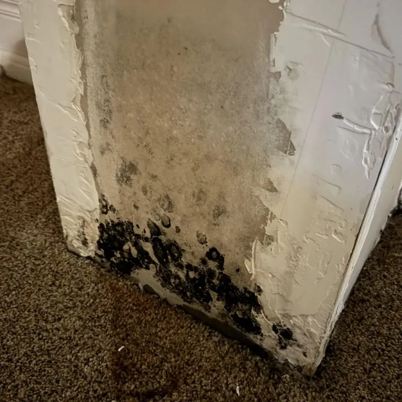 Professional Mold Removal in Palm Harbor, FL